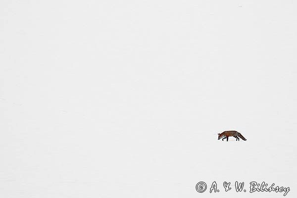 lis Vulpes vulpes