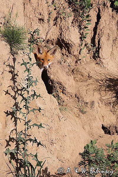 Młody lis, Vulpes vulpes