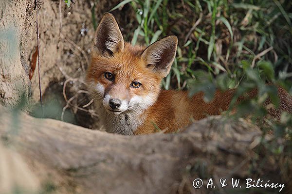 Młody lis, Vulpes vulpes