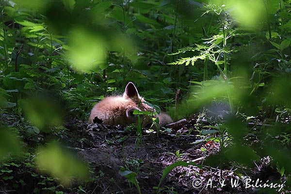lis, vulpes vilpes, szczenię