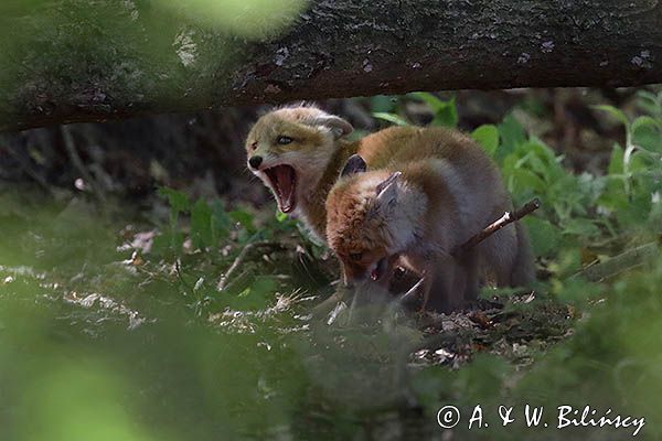 lis, vulpes vilpes, zabawa szczeniąt