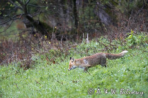 lis, vulpes vilpes