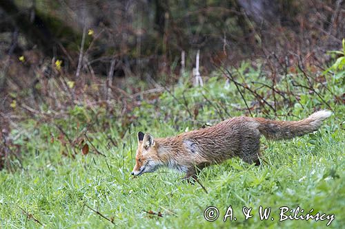 lis, vulpes vilpes
