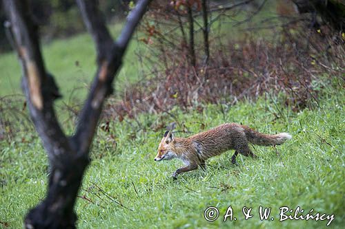 lis, vulpes vilpes