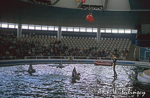 Litwa Kłajpeda Smiltyne - delfinarium