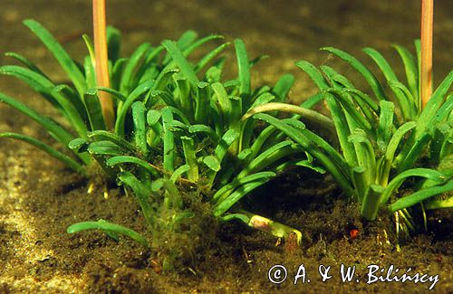 lobelia jeziorna Lobelia dortmanna