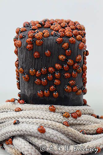 Inwazja biedronek, Logstor, Limfjord, Jutlandia, Dania, Biedronka siedmiokropka Coccinella septempunctata