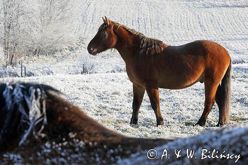 hucuł, hucul pony, szron, Lord