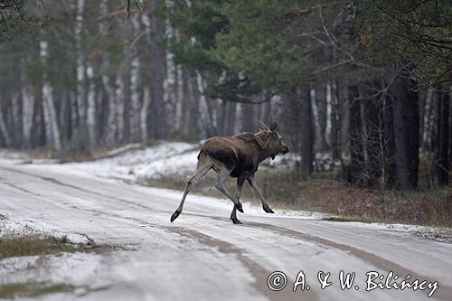 łoś w lesie