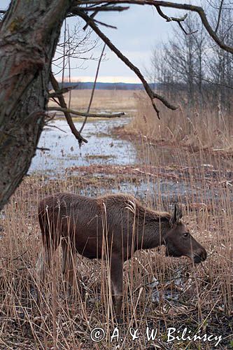 łoś Alces alces, Bagna Biebrzańskie