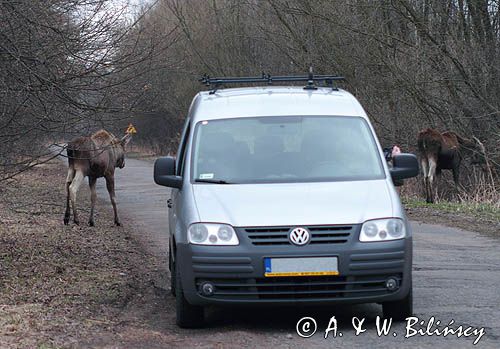łoś Alces alces, Bagna Biebrzańskie