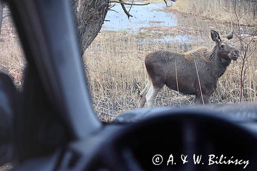 łoś Alces alces, Bagna Biebrzańskie