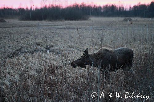 łoś Alces alces, Bagna Biebrzańskie
