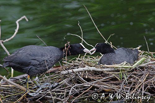 łyska Fulica atra na gnieździe
