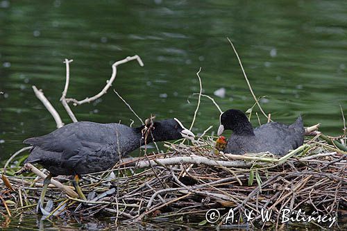 łyska Fulica atra na gnieździe