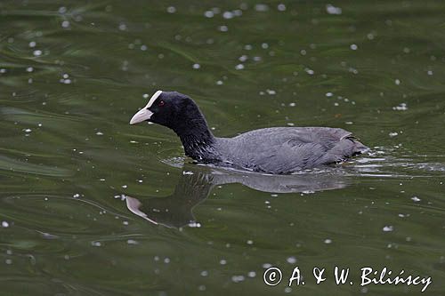 łyska Fulica atra