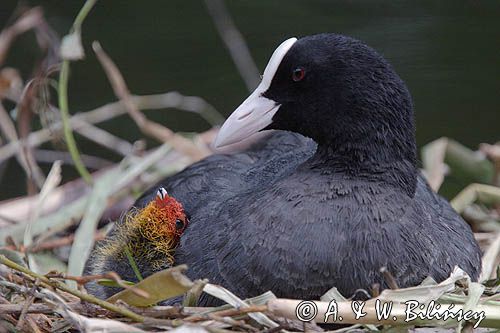 łyska Fulica atra na gnieździe