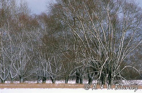 Mazowsze, wierzby przydrożne