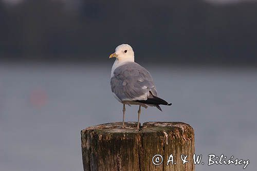 mewa pospolita Larus canus