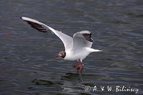 mewa śmieszka, Chroicocephalus ridibundus, syn. Larus ridibundus, Black-headed gull