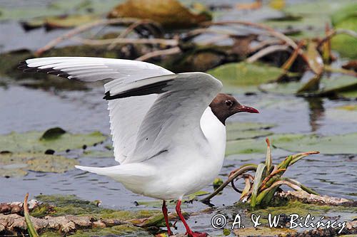 mewa śmieszka, Chroicocephalus ridibundus, syn. Larus ridibundus, Black-headed gull