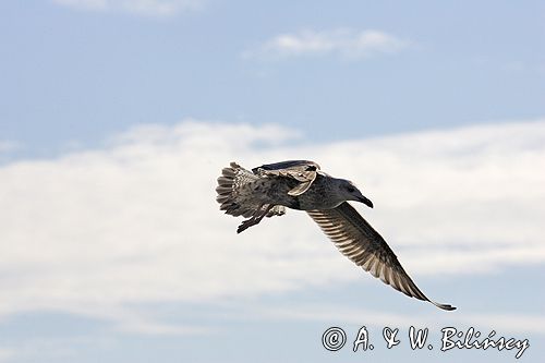 mewa srebrzysta Larus argentatus