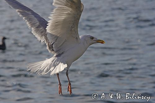 mewa srebrzysta Larus argentatus
