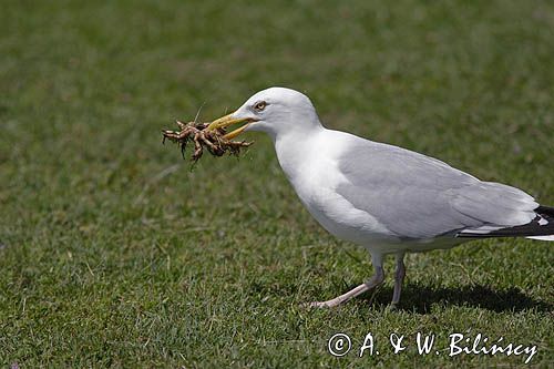 mewa srebrzysta z upolowanym krabem, Larus argentatus, wyspa Jersey, Channel Islands, Anglia, Wyspy Normandzkie, Kanał La Manche
