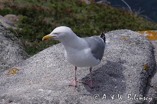 Mewa srebrzysta Larus argentatus