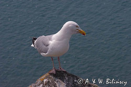 Mewa srebrzysta Larus argentatus
