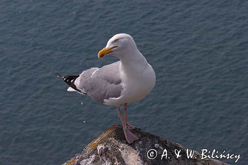 Mewa srebrzysta Larus argentatus