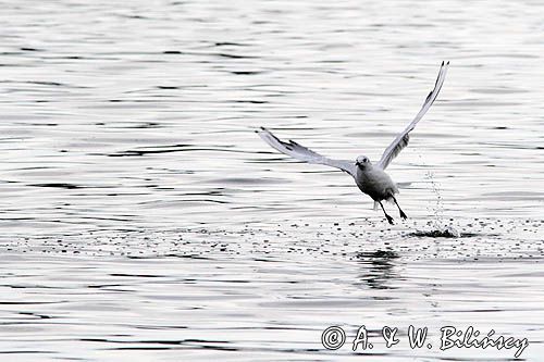 mewa śmieszka, Chroicocephalus ridibundus, syn. Larus ridibundus