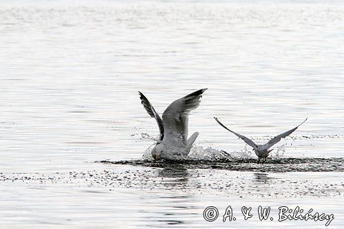Mewa srebrzysta Larus argentatus i mewa śmieszka, Chroicocephalus ridibundus, syn. Larus ridibundus