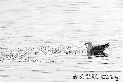 Mewa srebrzysta Larus argentatus