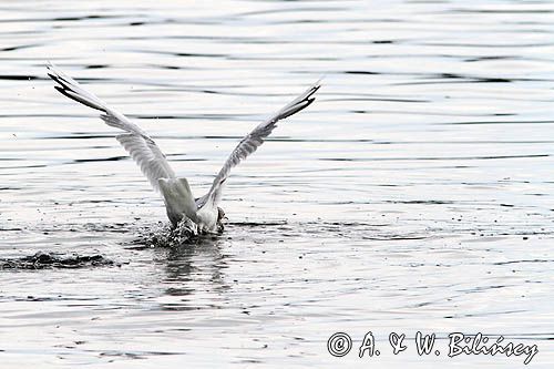 mewa śmieszka, Chroicocephalus ridibundus, syn. Larus ridibundus