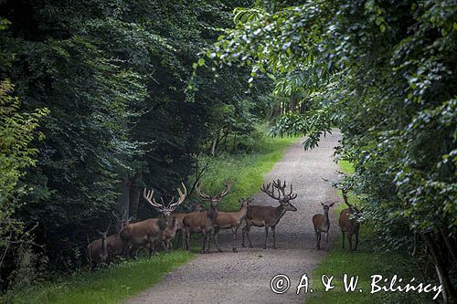 Jelenie w Kongebro Forest, Middelfart na wyspie Fyn, Fionia, Mały Bełt, Dania