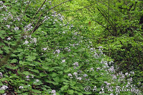 Miesiącznica trwała, Lunaria rediviva