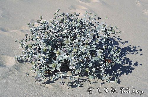 mikołajek nadmorski, Eryngium maritimum