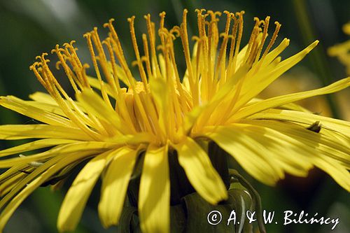 mlecz, mniszek lekarski, pospolity, Taraxacum officinale