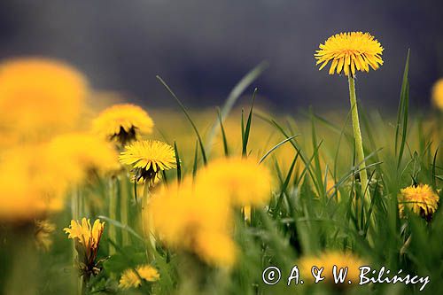 łąka z mniszkami, mniszek lekarski, Taraxacum officinale