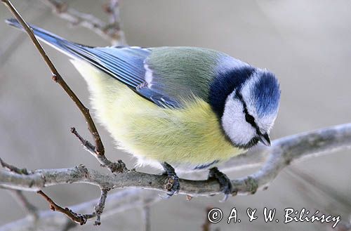 Modraszka, sikora modra, Cyanistes caeruleus, Parus caeruleus