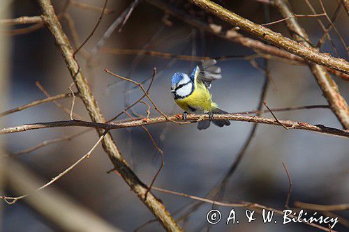 sikora modra, modraszka, Parus caeruleus