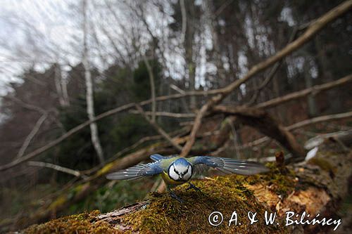 Modraszka, sikora modra, Cyanistes caeruleus, Parus caeruleus