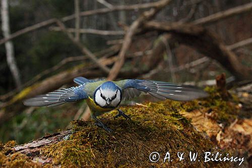 Modraszka, sikora modra, Cyanistes caeruleus, Parus caeruleus