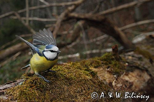 Modraszka, sikora modra, Cyanistes caeruleus, Parus caeruleus