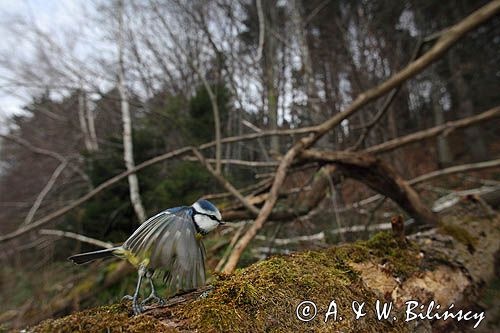 Modraszka, sikora modra, Cyanistes caeruleus, Parus caeruleus