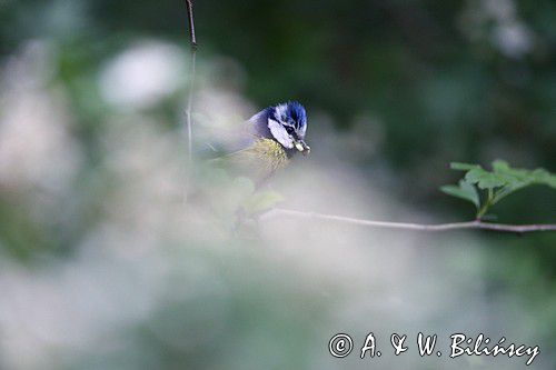 Modraszka, sikora modra, Cyanistes caeruleus, Parus caeruleus