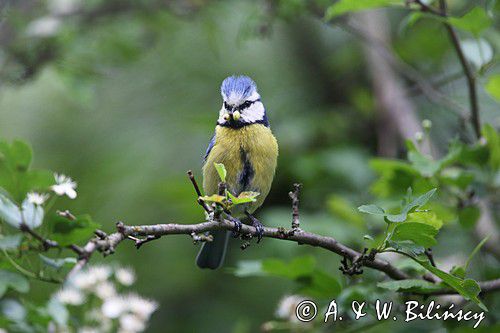 Modraszka, sikora modra, Cyanistes caeruleus, Parus caeruleus