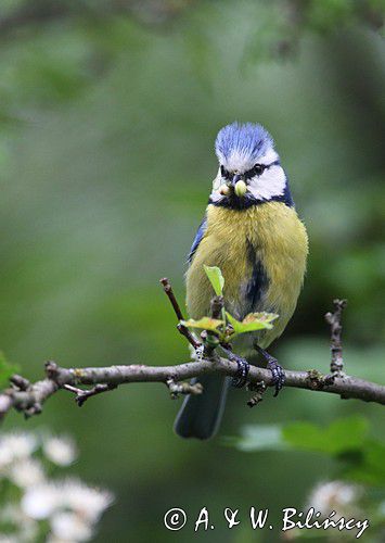 Modraszka, sikora modra, Cyanistes caeruleus, Parus caeruleus