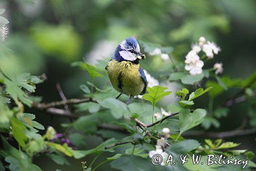 Modraszka, sikora modra, Cyanistes caeruleus, Parus caeruleus